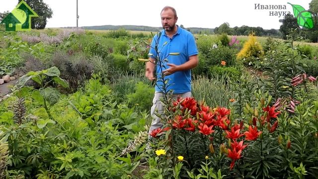 СПАСАЮ ОГУРЦЫ от МУЧНИСТОЙ РОСЫ и ПЕРОНОСПОРОЗА не чу? смотреть онлайн