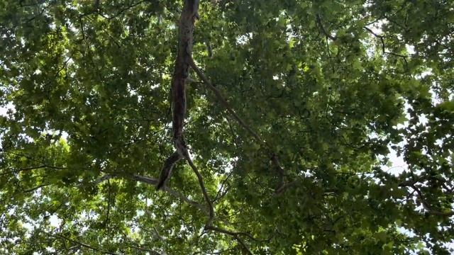 🌳Платан или чинара🌳