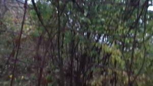 Сережки фундука,(лещины) - замариновать!  От кашля - сем?