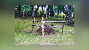 Муравьи. Детям про насекомых