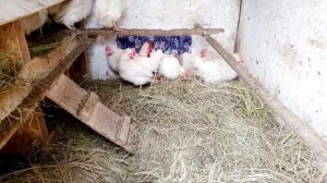 Обморожение у кур зимой// Мои куры живут в неотапливае?