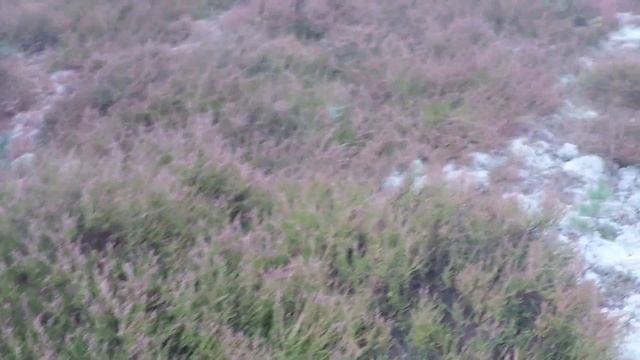 Грибы Беларуси  деревня  Дубовка нашли немного Опят, П?