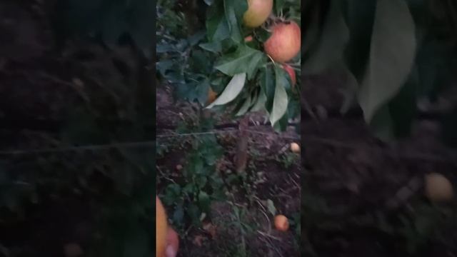 яблоня сорт Пинова