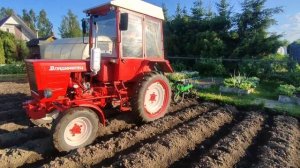 Рыхление и прополка картофеля, культиватором с ежами.