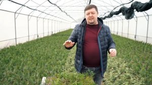 Как черенковать тую Смарагд, как вырастить своими рук?