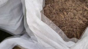 Пересадка / Посадка  ГОЛУБИКИ легко и просто. ПЕРЕСАЖИ?