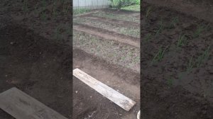 Чернушка высадка в грунт#сажаем#лук#огородничество#ма