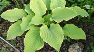 Хоста «Lakeside Cha Cha». 30 мая 2024 года. Подмосковье.