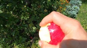 Яблоня Слава Победителям