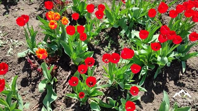 Тюльпаны мифы ! Beautiful tulips ! Красивые тюльпаны ! смотреть онлайн