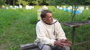 Сколько мёда можно собрать с одного улья? Рекорды и ре?