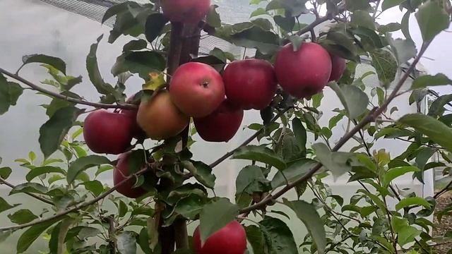 Яблоня Ред Джонапринц смотреть онлайн