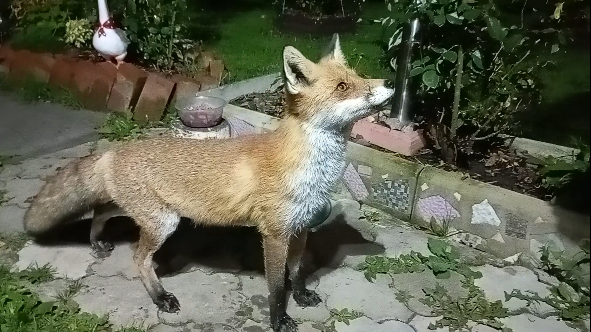 (1109) Лиса приходит в гости. Сентябрь 2025 смотреть онлайн