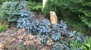 22.08.25 Хвойный Сад Надежды ч2