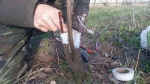 Весенняя прививка   абрикоса и персика на  одну дичку