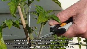 Томат Сенсей