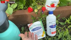 СПАСАЮ КЛУБНИКУ ОТ ГНИЛИ, достаточно БЫСТРО И ЭФФЕКТИ?
