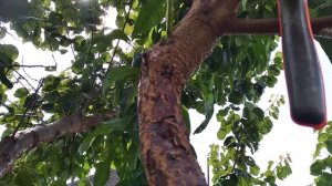 Персик привитый на абрикос. Первый урожай.