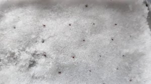 Брусника и черника из семян. Часть первая. Посадка сем?