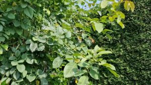 #GoldenGate Голден Гейт Роза плетистая. От весны до зимы.