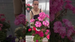Пеларгонии цветут как бешеные 💚💚💚 обзор 29.07.2025 https://