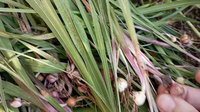 пришло время выкапывать гладиолусы, отличная луковиц?