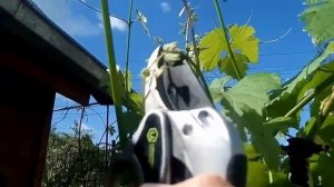 Прищипка побегов винограда — когда и как выполнять