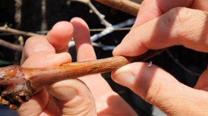 Прививка винограда черным в черное. Окулировка, улучш?