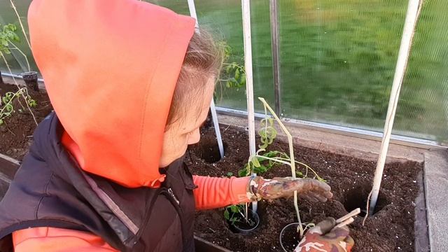 🔴РИСКУЕМ ОСТАТЬСЯ БЕЗ УРОЖАЯ!ПОГИБЛА РАССАДА!🍎🫑🌶 смотреть онлайн