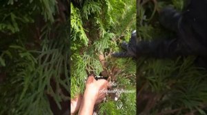 ✅КАК ПРАВИЛЬНО СВЯЗАТЬ У ТУИ СТВОЛЫ⁉️