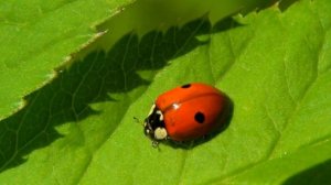 Божьи коровки: помощники или вредители?