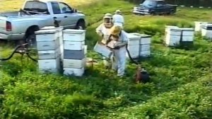 Как в Канаде занимаються пчеловодством. Промышленое п