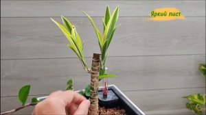 ДРАЦЕНА: обрезка, укоренение, посадка черенков на фити