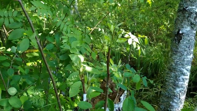 Можно ли привить грушу на иргу (каринку) ? смотреть онлайн