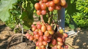 Огляд ГФ винограду   ТЕРРА та Чорний мускат 🍇🤠