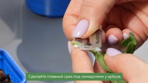 🍉 КАК ПРИВИТЬ АРБУЗ: СЕКРЕТЫ БОЛЬШОГО УРОЖАЯ! 🌱 ПОЛН?