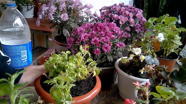 Маточники петуний Сохраняем петунии зимойPetunia Mothers Save