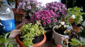 Маточники петуний Сохраняем петунии зимойPetunia mothers Save