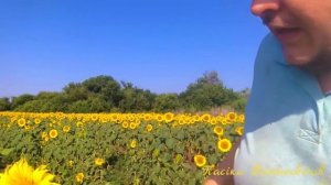 Как проверить даёт ли подсолнух нектар. Дедовский спо?