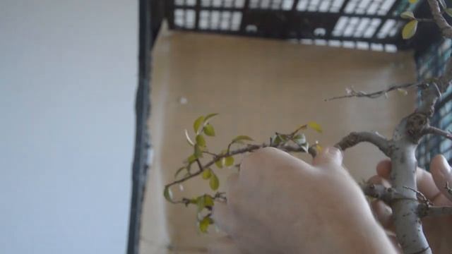 Осенняя дефолиация БОНСАЙ. Как ускорить рост бонсай в?