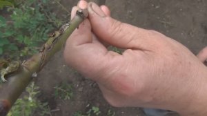 🌹Уход за прививками штамбовой розы весной.