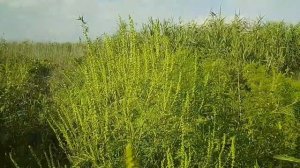 ПОЛЫНЬ - 5 видов, САМЫХ ПРИМЕНЯЕМЫХ В ЛЕЧЕНИИ. Описание