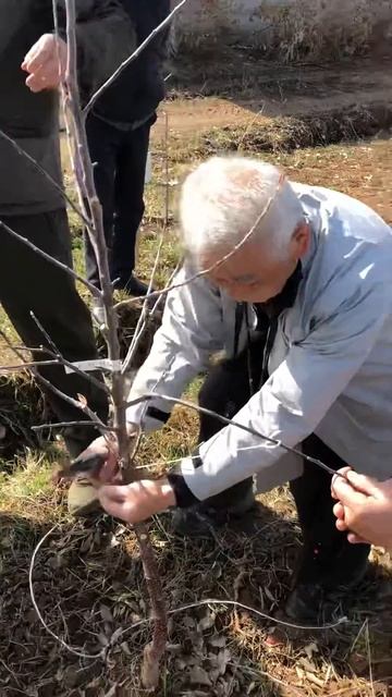 Мастер класс по обрезке карликовых яблонь от одного и? смотреть онлайн