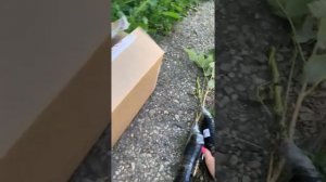 Распаковка качественных саженцев, питомник «Росток» ?