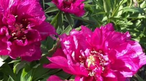 Пион “Moning Lilak”