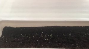 Выращивание салата «Азарт»в домашних условиях