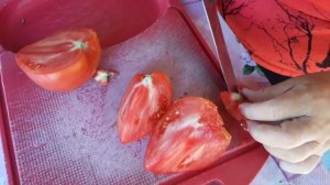 Томат: Кардинал (Обзор) - 2023. ЛПХ "Стабильный урожай"