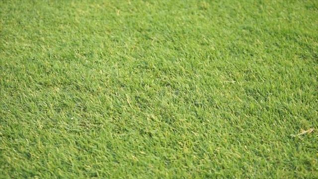 Находка 10 серия - шикарный газон без хлопот