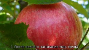 Яблоня Спартак