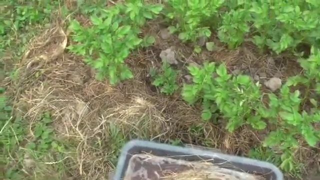 Опад яблок на грядках. Наш огород в начале июля. смотреть онлайн